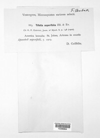 Tilletia asperifolia image